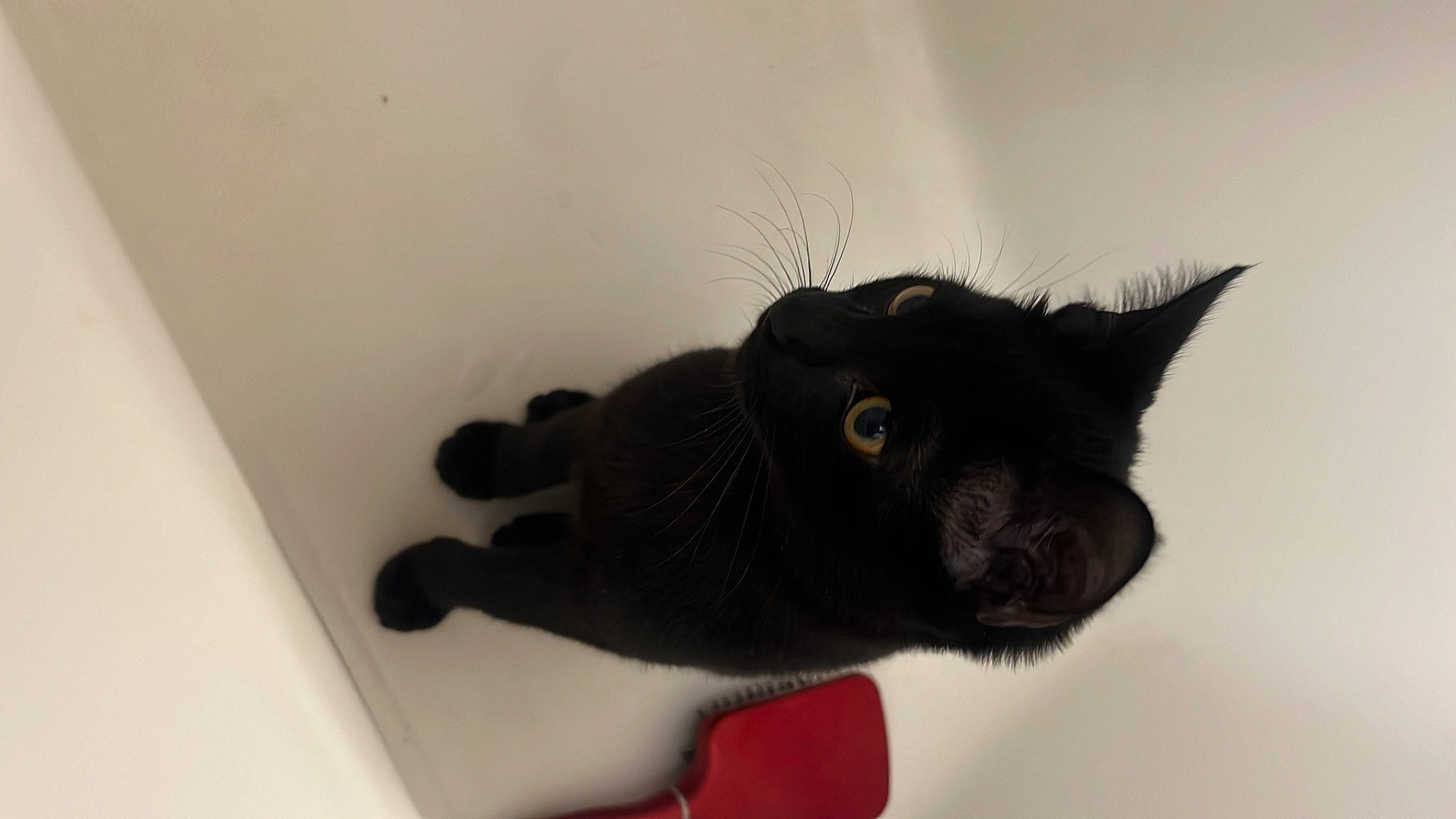 Blackjack joined the competition — help win amazing prizes! black_cat, bombay, canidae, carnivore, cat, claw, comfort, dog_breed, domestic_short_haired_cat, ear, felidae, fur, grey, paw, small_to_medium_sized_cats, snout, tail, terrestrial_animal, whiskers, wool