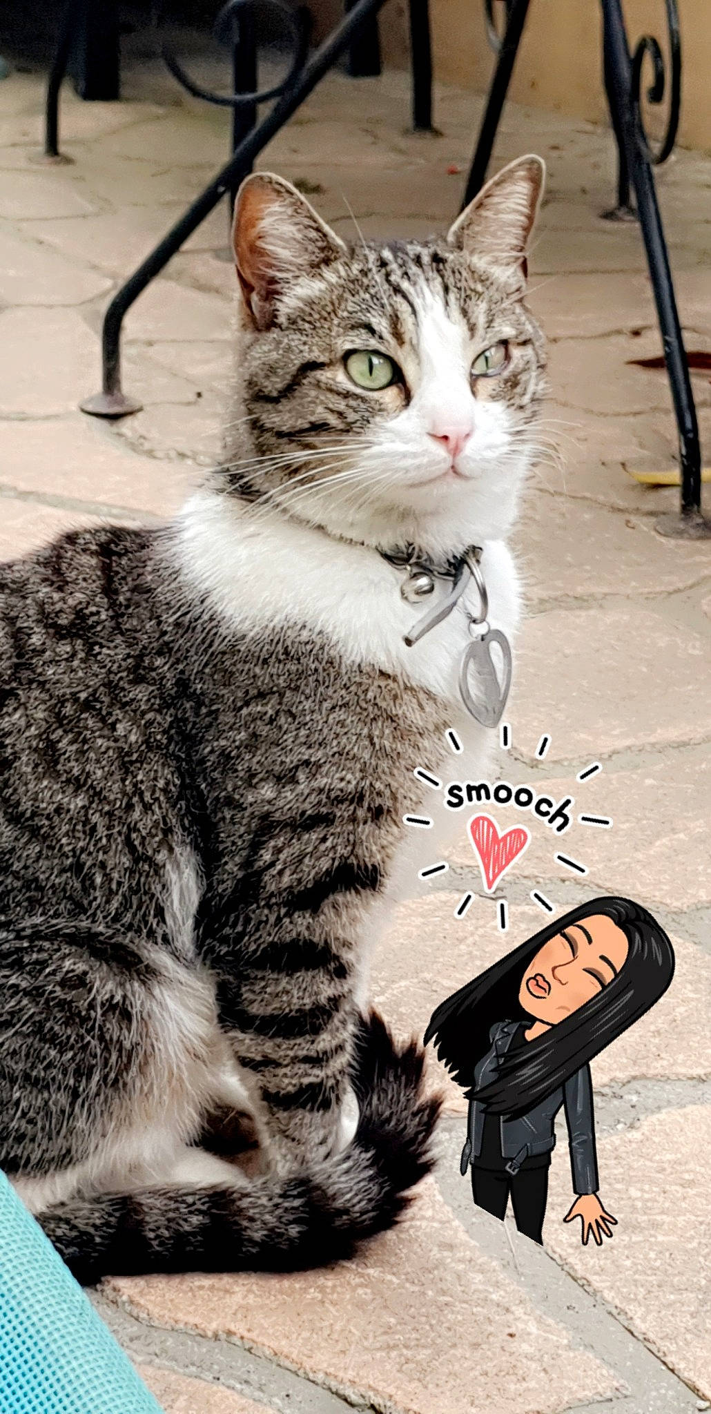 Gyzmo a rejoint le concours — aidez-le/la à gagner de superbes lots ! carnivore, cat, domestic_short_haired_cat, felidae, foot, fur, mammal, organ, paw, photo_caption, photograph, sitting, small_to_medium_sized_cats, snapshot, snout, tail, terrestrial_animal, vertebrate, whiskers, window