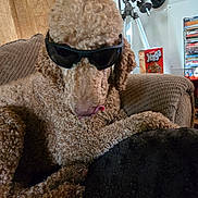 Marley is registered to the contest to win money with this photo: dog, sunglasses, curly_fur, tongue_out, armchair, indoor, telescope, jenga, game, brown, cozy, pet, relaxed, furniture, curly_coat, playful, animal, household, tongue, leisure