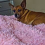 dog, brown_dog, pet, bedroom, blanket, pink_blanket, furniture, nightstand, relaxed, ears, fur, animal, indoor, lying_down, looking_back, cozy, home, domestic_animal, resting, canine