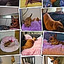Daisy joined the competition — help win amazing prizes! dog, brown_dog, small_dog, pet, indoor, blanket, bed, couch, furniture, costume, collage, resting, playing, carpet, chair, person_holding_dog, leash, decor, home, cute