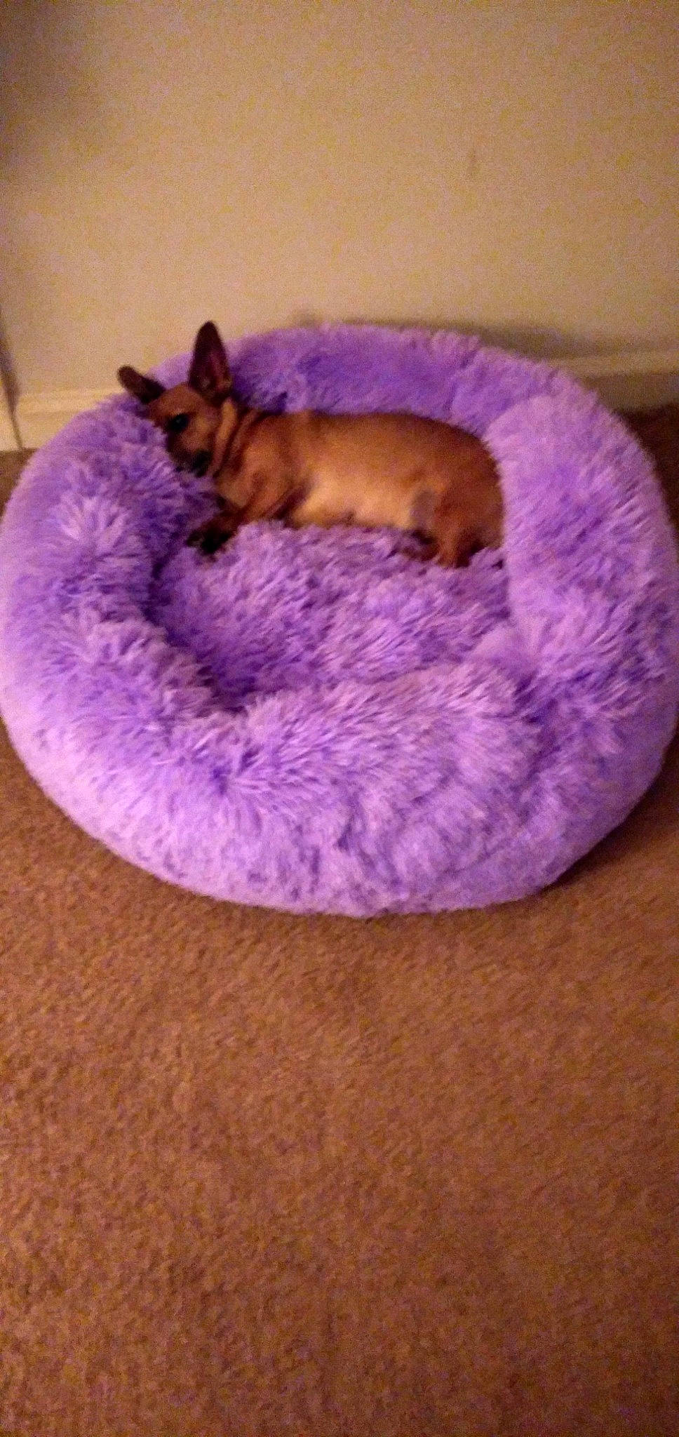 Daisy joined the competition — help win amazing prizes! carnivore, cat_bed, cat_supply, comfort, companion_dog, dog, dog_bed, dog_breed, dog_supply, fawn, fur, linens, magenta, paw, pet_supply, purple, sporting_group, tail, toy_dog, wool