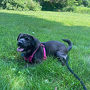 Myrtle is registered to the contest to win money with this photo: dog, black_dog, pink_harness, grass, outdoor, sunny, greenery, leash, happy, pet, canine, tongue_out, playful, nature, summer, yard, animal, mammal, resting, daylight