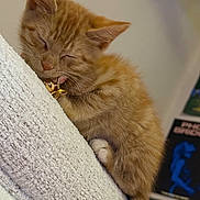 Frankie is registered to the contest to win money with this photo: kitten, orange_cat, sleeping, pet, feline, fluffy, cute, indoor, white_texture, collar, golden_charm, close_up, cozy, nap, domestic_animal, whiskers, tail, soft_lighting, background_blur, resting