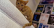 Frankie joined the competition — help win amazing prizes! kitten, cat, orange_tabby, couch, white_couch, wall_posters, plush_toy, shelf, indoor, pet, curious, furniture, decor, cozy, texture, small_cat, domestic_cat, looking, young_cat, collar