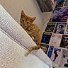 kitten, cat, orange_tabby, couch, white_couch, wall_posters, plush_toy, shelf, indoor, pet, curious, furniture, decor, cozy, texture, small_cat, domestic_cat, looking, young_cat, collar