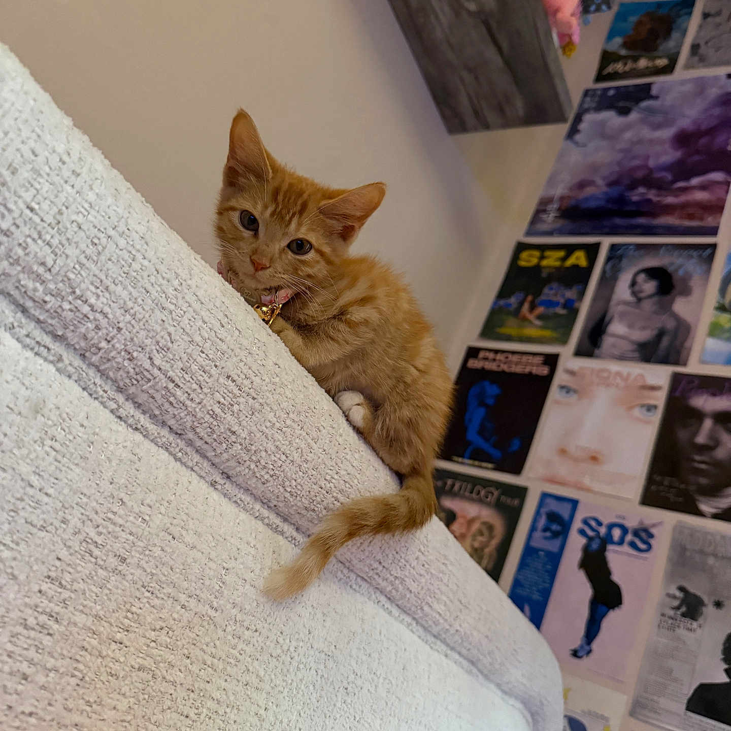 Frankie joined the competition — help win amazing prizes! kitten, cat, orange_tabby, couch, white_couch, wall_posters, plush_toy, shelf, indoor, pet, curious, furniture, decor, cozy, texture, small_cat, domestic_cat, looking, young_cat, collar