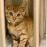Frankie is registered to the contest to win money with this photo: kitten, cat, orange_tabby, feline, pet, animal, cute, young, curious, whiskers, fur, eyes, indoor, bars, towel, small, portrait, sitting, closeup, soft