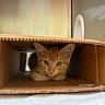 Frankie is registered to the contest to win money with this photo: cat, kitten, orange_cat, cardboard_box, pet, animal, cute, indoor, feline, curious, young_cat, whiskers, ears, face, resting, cozy, small, tabby, fur, looking