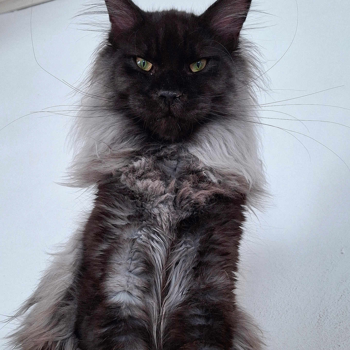 Hades a rejoint le concours — aidez-le/la à gagner de superbes lots ! abyssinian, angora, animal, blackcat, brasssection, cat, hardwood, horn, kitten, manx, musicalinstrument, pet, plywood, siamese, snout, wood