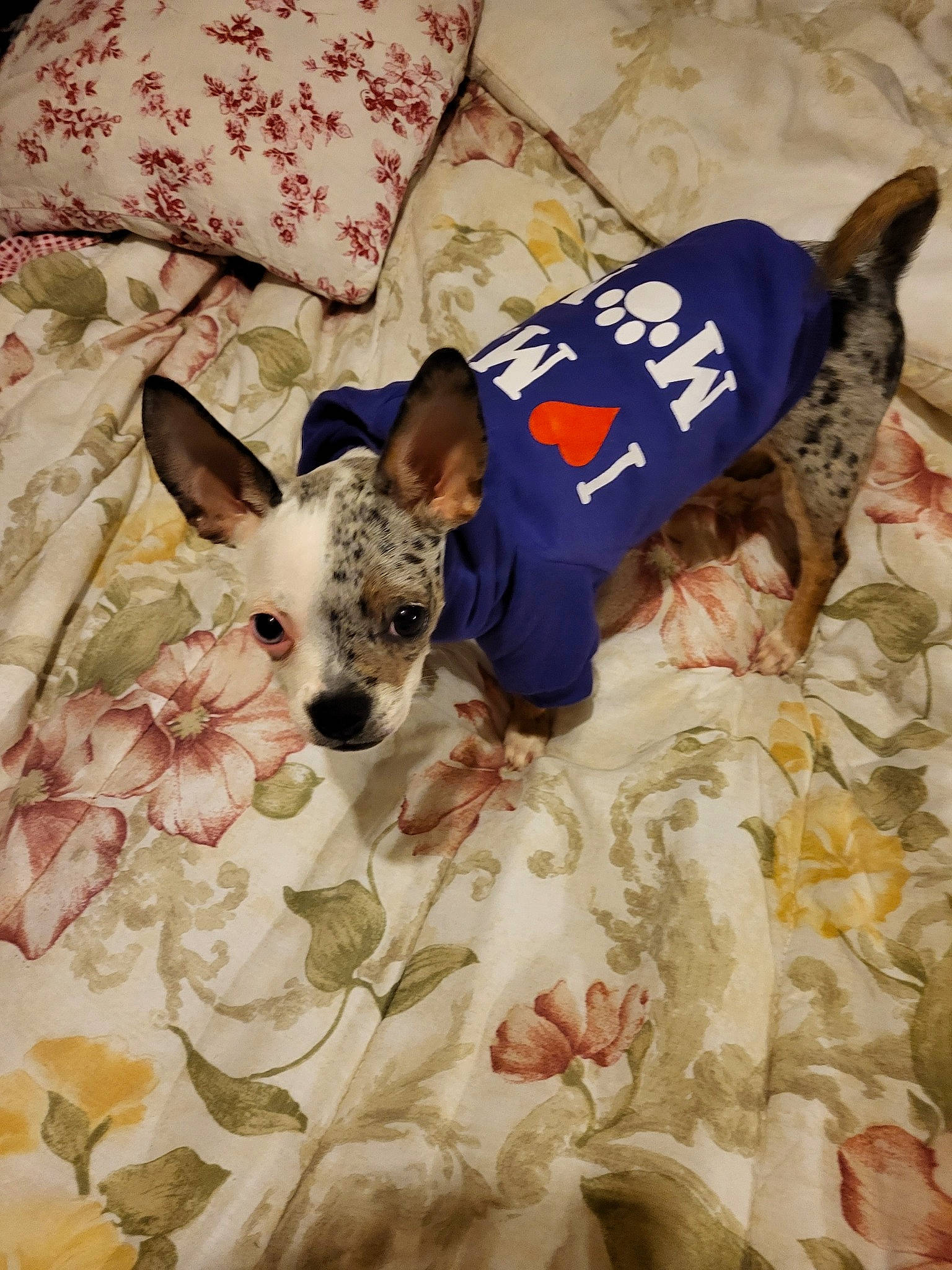 Blue is registered to the contest to win money with this photo: art, bed, bed_sheet, bedding, canidae, carnivore, comfort, companion_dog, dog, dog_breed, dog_supply, fawn, linens, mammal, pattern, pillow, room, sporting_group, textile, white