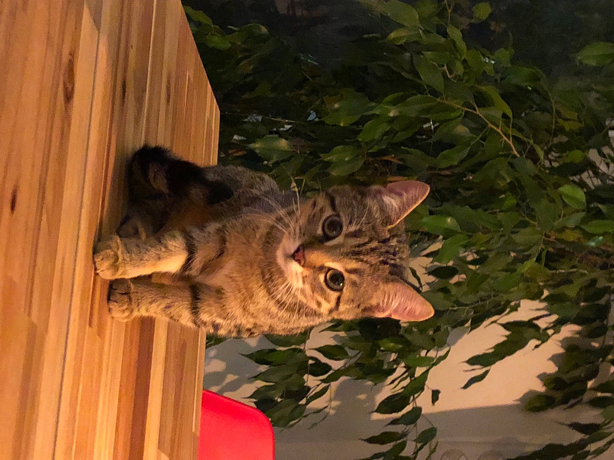 Claude participe au concours pour gagner de l'argent avec cette photo : carnivore, cat, domestic_short_haired_cat, eye, fawn, felidae, fur, hardwood, lynx, plant, small_to_medium_sized_cats, snout, tail, terrestrial_animal, terrestrial_plant, tree, trunk, whiskers, wildlife, wood