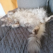 Rubie participe au concours pour gagner de l'argent avec cette photo : cat, fluffy, sleeping, indoor, quilted, gray, tail, fur, relaxed, pet, animal, cozy, resting, cute, feline, soft, couch, domestic, whiskers, paws