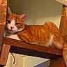 cat, orange_cat, white_cat, indoor, wooden_shelf, furniture, pet, animal, relaxed, lounging, curious, calm, fur, closeup, domestic_cat, household, cozy, resting, looking, cute