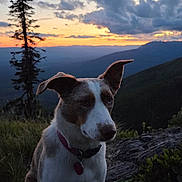 Timber joined the competition — help win amazing prizes! animal, canine, clouds, collar, dog, evening, grass, landscape, mountain, nature, outdoor, pet, quiet, rock, scenic, sky, sunset, tree, twilight, watchful