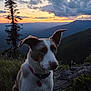 animal, canine, clouds, collar, dog, evening, grass, landscape, mountain, nature, outdoor, pet, quiet, rock, scenic, sky, sunset, tree, twilight, watchful