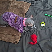 Katya is registered to the contest to win money with this photo: animal, bed, black_bedspread, blanket, brown_blanket, cat, cozy, curious_cat, feline, green_toy_stick, hairless_cat, indoor, pet, pet_toys, pink_collar, playing, purple_sweater, red_feather_toy, resting, yellow_white_ball