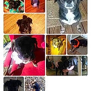 Missy Tang is registered to the contest to win money with this photo: animal, black_dog, carpet, close_up, collage, daylight, dog, floor, flower_collar, indoor, leaves, lying_down, outdoor, person_holding_dog, pet, portrait, red_chair, shadow, sitting, wooden_floor