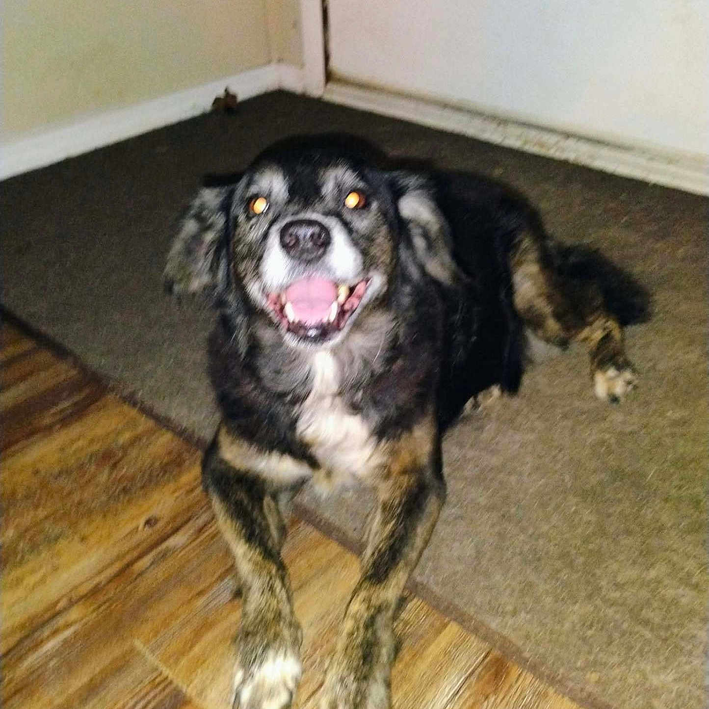 Missy Tang joined the competition — help win amazing prizes! animal, canine, carpet, companion, dog, domestic, door, ears, friendly, fur, happy, home, indoor, lying_down, muzzle, paw, pet, smiling, tongue, wooden_floor