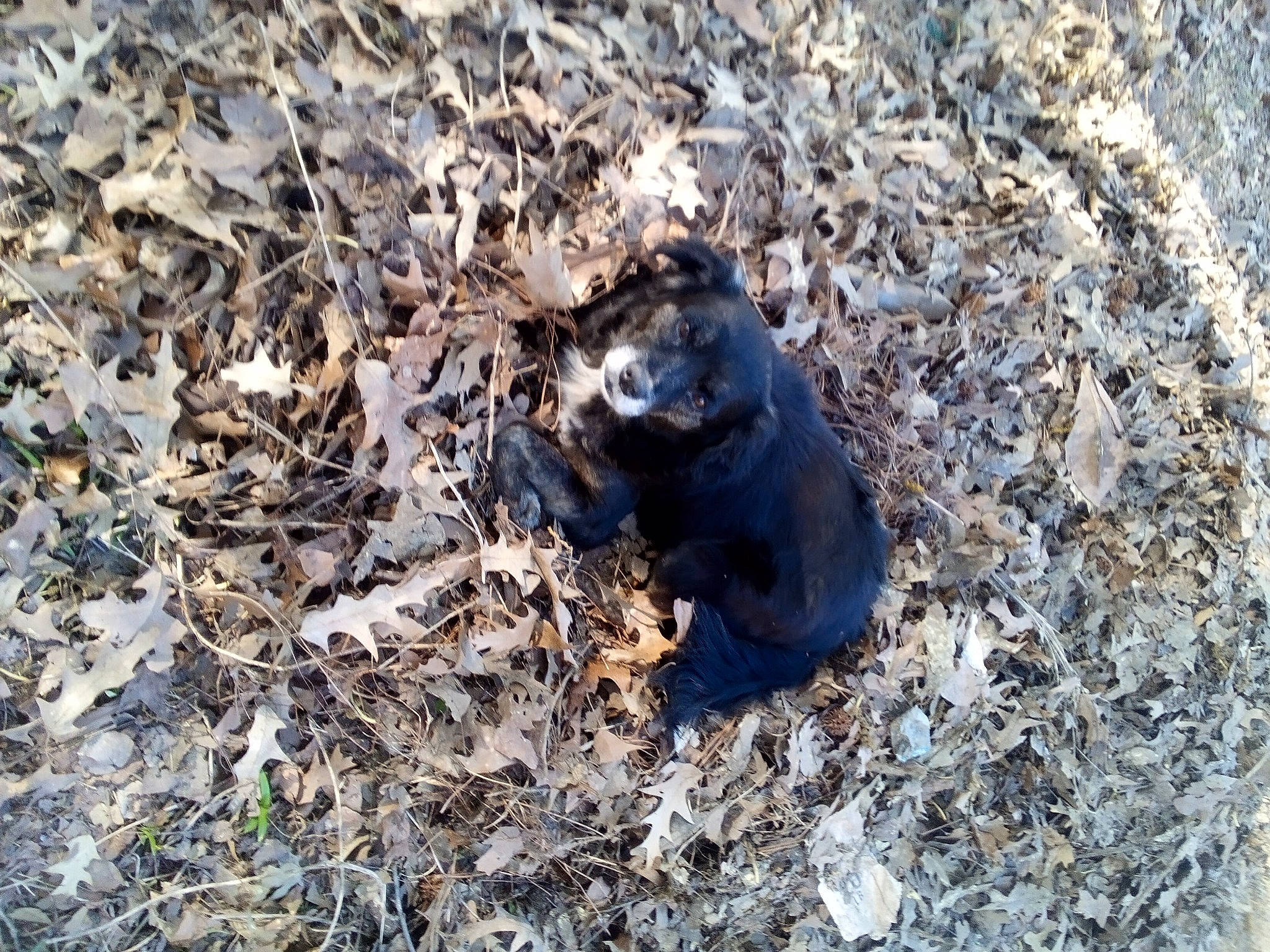 Missy Tang is registered to the contest to win money with this photo: amphibian, electric_blue, fawn, fox_squirrel, fur, grass, marsupial, muroidea, packrats, paw, pest, rat, rock, rodent, shadow, snout, soil, squirrel, terrestrial_animal, wildlife