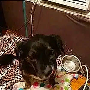 Missy Tang joined the competition — help win amazing prizes! bowl, carnivore, comfort, companion_dog, dog, dog_breed, dog_supply, fur, liver, non_sporting_group, pet_food, pet_supply, recipe, serveware, sporting_group, tableware, terrestrial_animal, toy_dog, working_animal