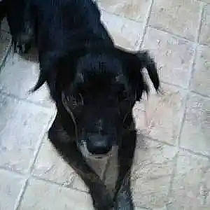 Missy Tang is registered to the contest to win money with this photo: borador, canidae, carnivore, companion_dog, dog, dog_breed, flooring, fur, snout, sporting_group, tail, terrestrial_animal, working_animal