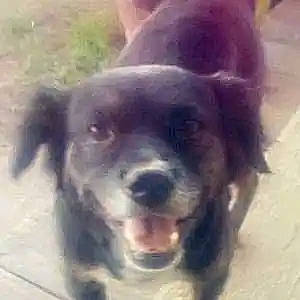 Missy Tang joined the competition — help win amazing prizes! ancient_dog_breeds, canidae, carnivore, companion_dog, dog, dog_breed, eye, fawn, fur, liver, non_sporting_group, paw, puppy, puppy_love, selfie, snout, sporting_group, terrestrial_animal, whiskers, working_animal