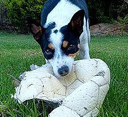 Cookie is registered to the contest to win money with this photo: art, canidae, carnivore, companion_dog, dog, dog_breed, grass, non_sporting_group, plant, puppy, snout, sporting_group, terrestrial_animal, terrier, working_animal, working_dog