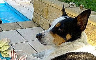 Cookie is registered to the contest to win money with this photo: carnivore, collar, companion_dog, composite_material, dog, dog_breed, flooring, flower, petal, snout, swimming_pool, terrestrial_animal, terrier, whiskers, working_animal, working_dog