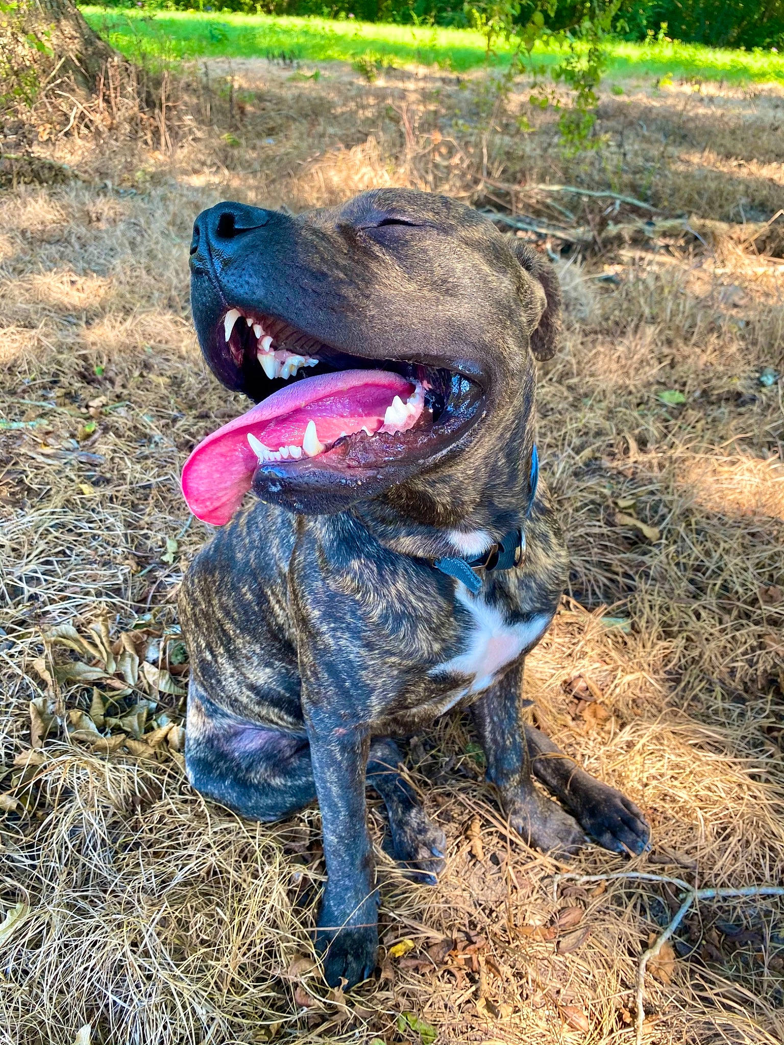 Midas is registered to the contest to win money with this photo: alaunt, american_pit_bull_terrier, american_staffordshire_terrier, canidae, carnivore, cimarron_uruguayo, dog, dog_breed, fawn, grass, mountain_cur, non_sporting_group, perro_de_presa_canario, sporting_group, treeing_tennessee_brindle