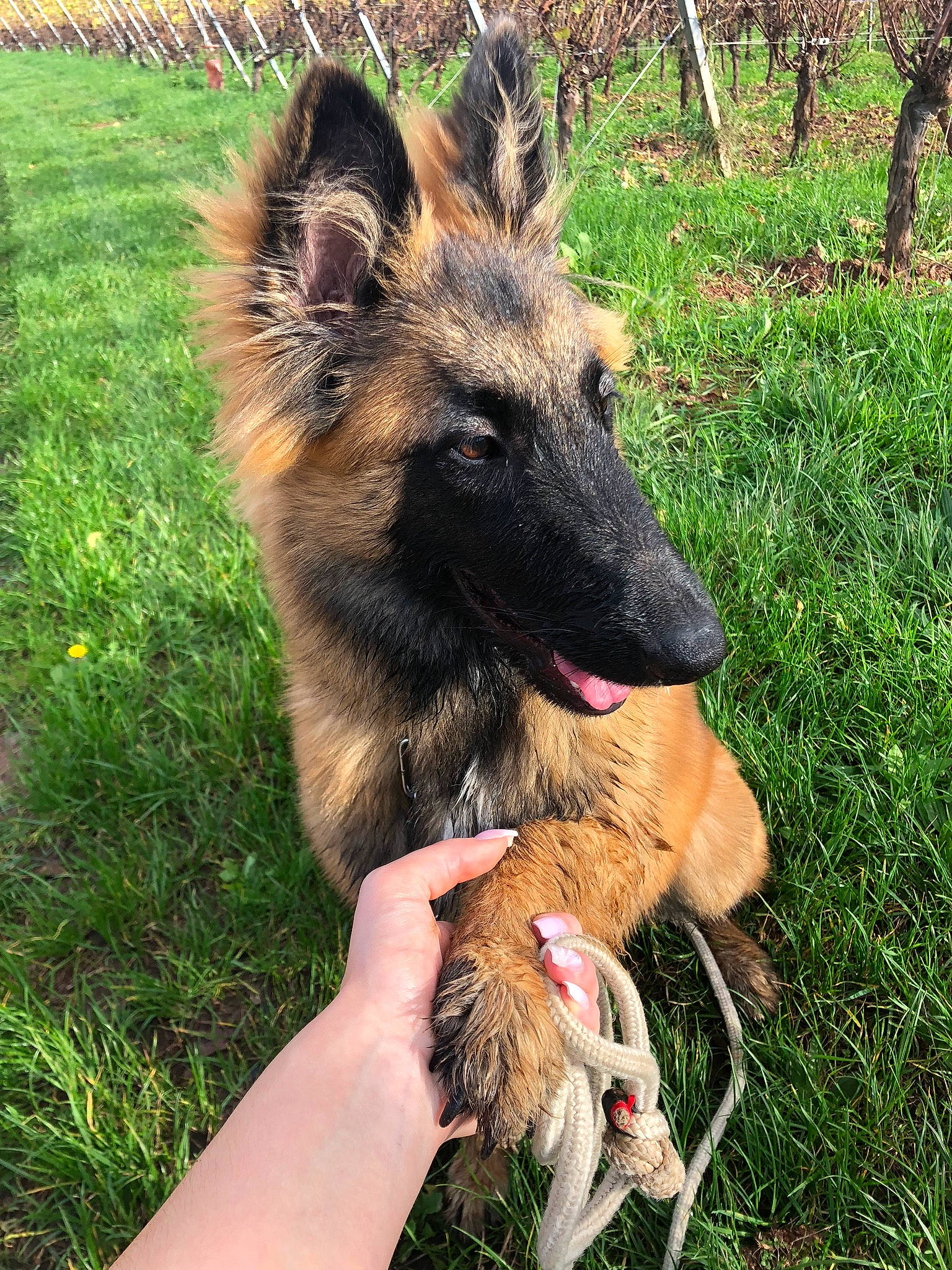 Aria participe au concours pour gagner de l'argent avec cette photo : belgian_shepherd_malinois, canidae, carnivore, collar, companion_dog, dog, dog_breed, east_european_shepherd, fawn, fur, german_shepherd_dog, grass, herding_dog, king_shepherd, old_german_shepherd_dog, snout, sporting_group, terrestrial_animal, working_animal, working_dog
