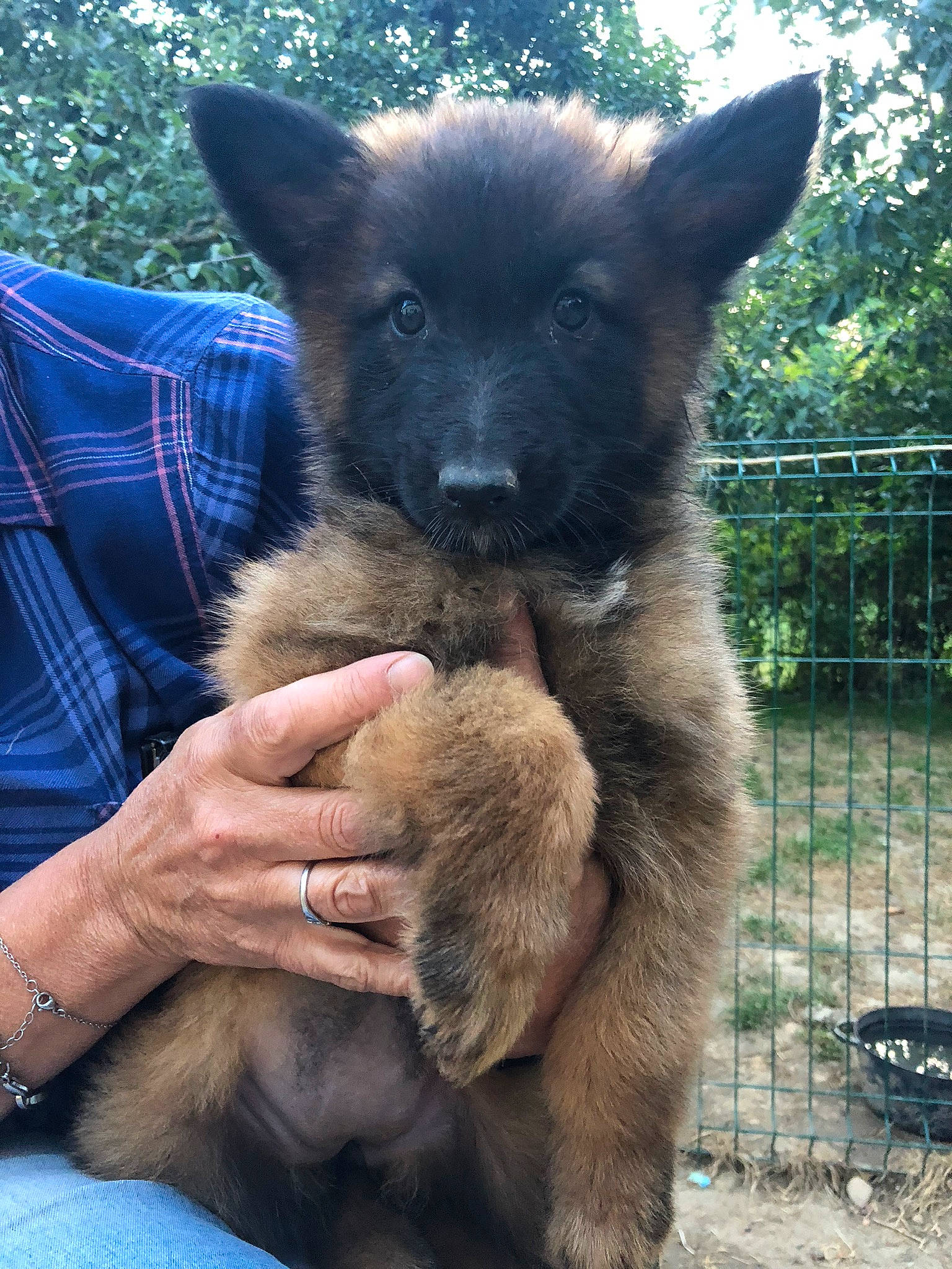 Aria a rejoint le concours — aidez-le/la à gagner de superbes lots ! canidae, carnivore, companion_dog, dog, dog_breed, electric_blue, fawn, fence, fur, non_sporting_group, pattern, plaid, snout, sporting_group, tartan, terrestrial_animal, tree, watch, wildlife, working_animal