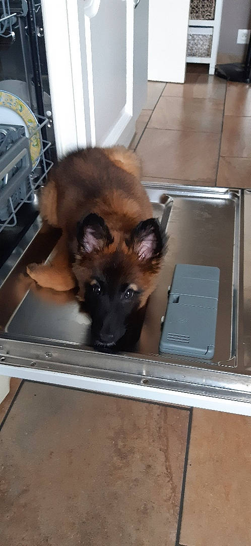 Aria participe au concours pour gagner de l'argent avec cette photo : canidae, carnivore, companion_dog, dog, dog_breed, fawn, fur, gas, german_shepherd_dog, herding_dog, king_shepherd, liver, old_german_shepherd_dog, snout, sporting_group, table, working_animal, working_dog