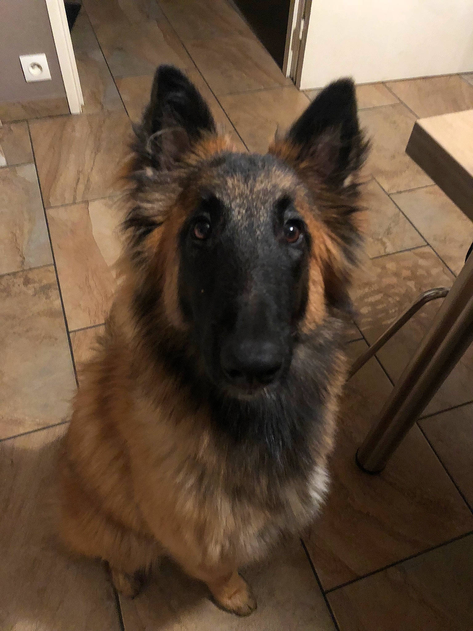 Aria a rejoint le concours — aidez-le/la à gagner de superbes lots ! canidae, carnivore, companion_dog, dog, dog_breed, fawn, flooring, fur, german_shepherd_dog, hardwood, herding_dog, king_shepherd, old_german_shepherd_dog, snout, terrestrial_animal, tile_flooring, whiskers, wood, working_animal, working_dog