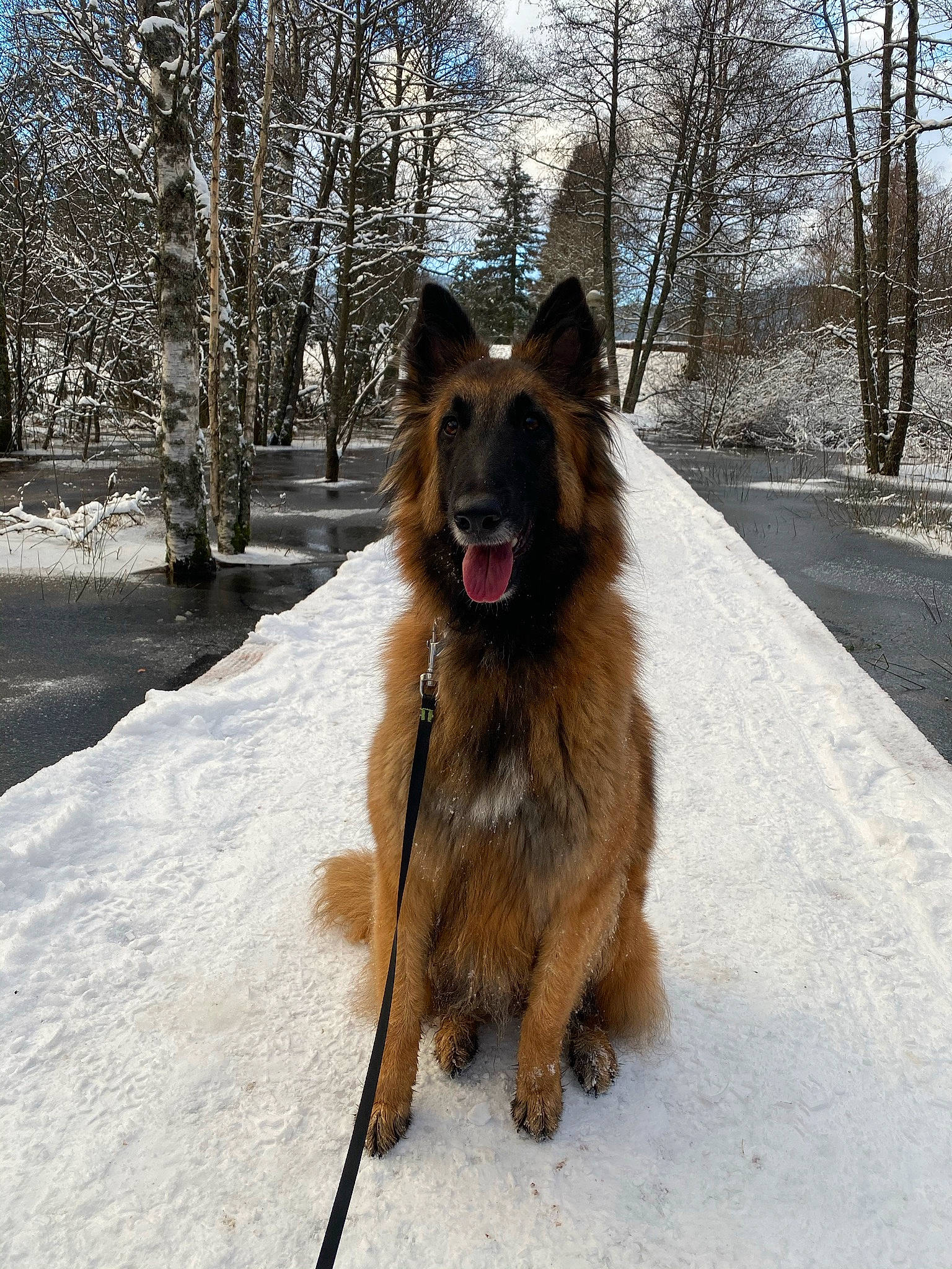 Aria a rejoint le concours — aidez-le/la à gagner de superbes lots ! canidae, carnivore, collar, companion_dog, dog, dog_breed, east_european_shepherd, fawn, german_shepherd_dog, guard_dog, old_german_shepherd_dog, plant, sky, snow, tail, tervuren, tree, winter, working_animal, working_dog