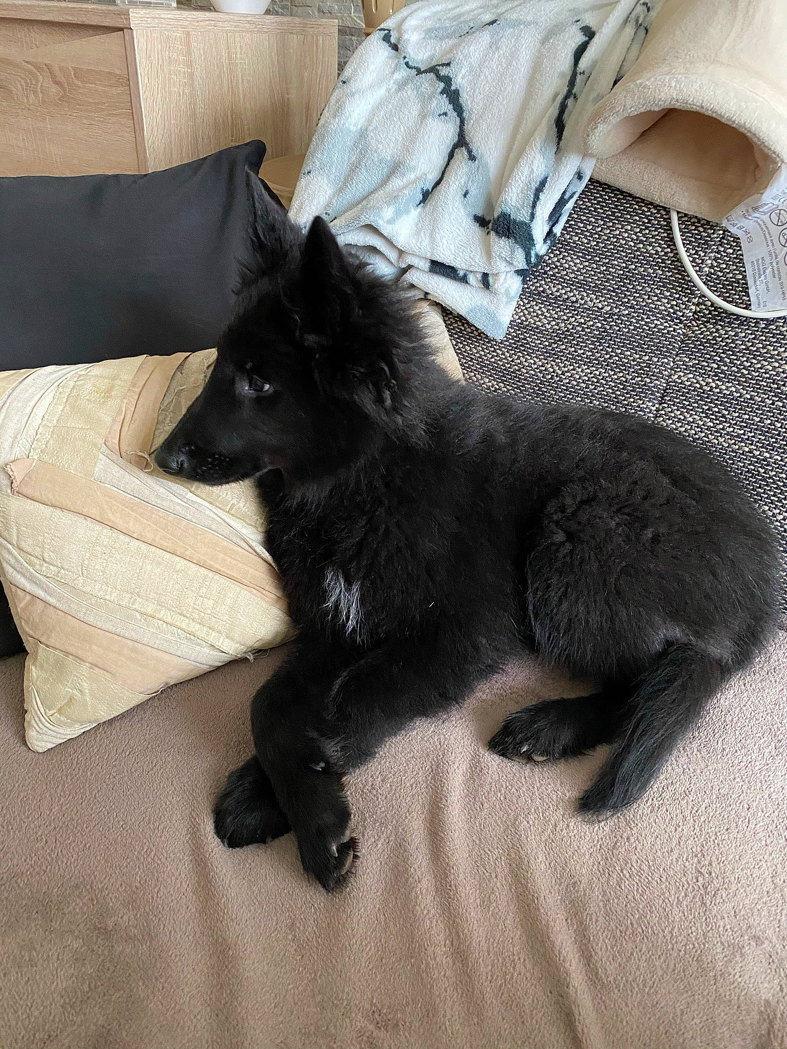 Shadow participe au concours pour gagner de l'argent avec cette photo : black_cat, canidae, carnivore, claw, comfort, companion_dog, couch, dog, dog_breed, felidae, fur, furniture, grey, pillow, sitting, small_to_medium_sized_cats, sporting_group, tail, terrestrial_animal, whiskers