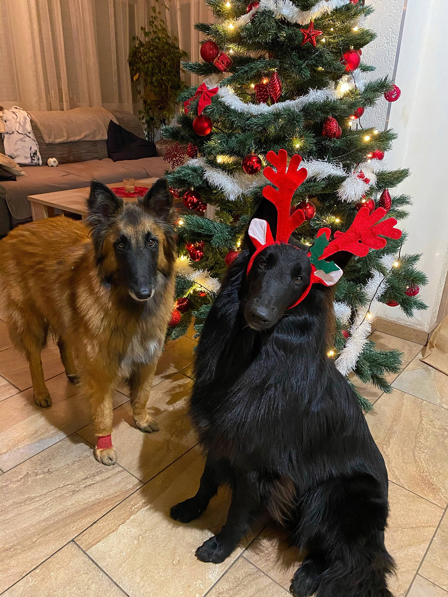 Shadow a rejoint le concours — aidez-le/la à gagner de superbes lots ! carnivore, chair, christmas, christmas_decoration, christmas_eve, christmas_ornament, christmas_tree, collar, companion_dog, curtain, dog, dog_breed, event, fur, holiday, holiday_ornament, plant, small_to_medium_sized_cats, tail, tree