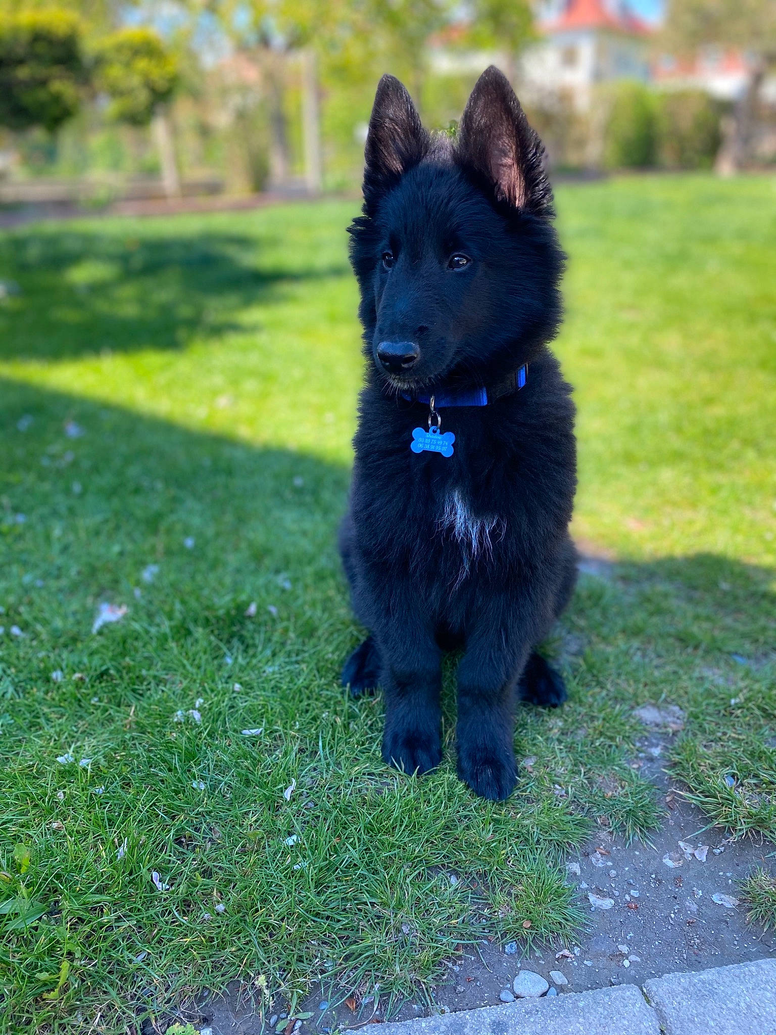 Shadow participe au concours pour gagner de l'argent avec cette photo : canidae, carnivore, collar, companion_dog, dog, dog_breed, dog_collar, dog_supply, electric_blue, grass, herding_dog, non_sporting_group, plant, shadow, snout, sporting_group, tail, tree, working_animal, working_dog