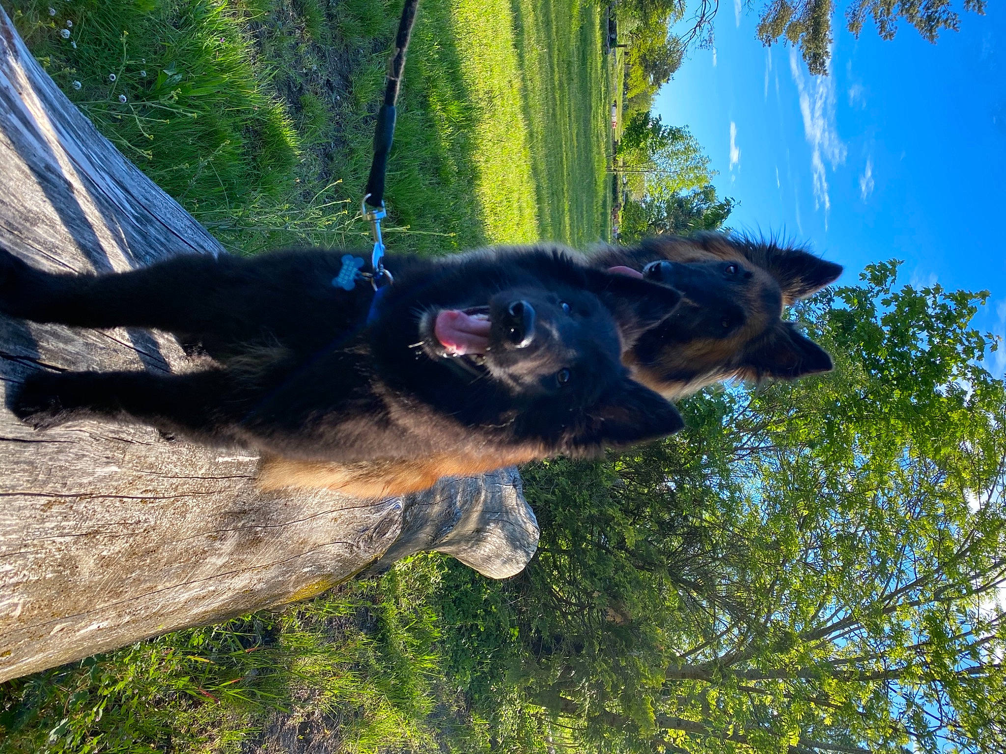 Shadow a rejoint le concours — aidez-le/la à gagner de superbes lots ! canidae, carnivore, dog, dog_breed, electric_blue, fawn, german_shepherd_dog, gesture, grass, old_german_shepherd_dog, plant, sky, snout, sporting_group, tail, terrestrial_animal, tree, trunk, wood, working_animal