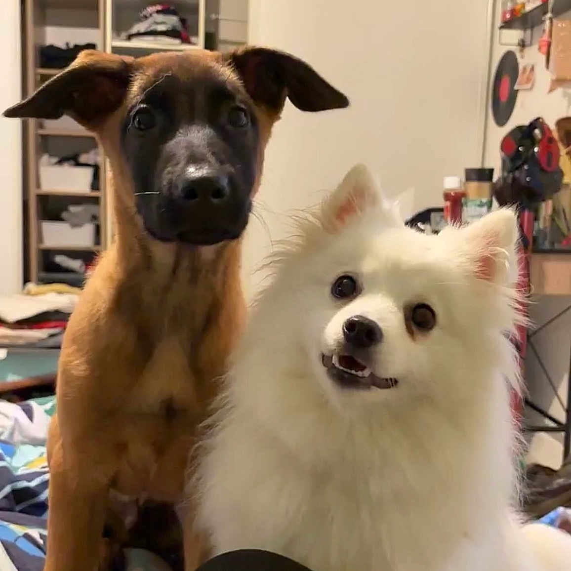 Ulkia Falko participe au concours pour gagner de l'argent avec cette photo : animal, architecture, bookcase, building, bulldog, canine, dog, dogbed, eskimodog, furniture, husky, indoors, interiordesign, livingroom, pet, puppy, room, shelf, whitedog