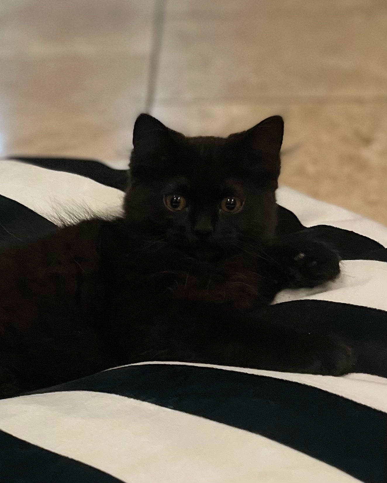 Echo is registered to the contest to win money with this photo: black_cat, bombay, carnivore, cat, comfort, domestic_short_haired_cat, felidae, fur, grey, sitting, small_to_medium_sized_cats, terrestrial_animal, whiskers
