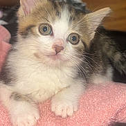 Zoey is registered to the contest to win money with this photo: kitten, cat, pet, feline, cute, young, fur, whiskers, paws, eyes, soft, pink_towel, indoor, closeup, animal, domestic, resting, adorable, curious, fluffy