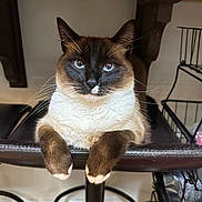 Echo is registered to the contest to win money with this photo: cat, siamese_cat, blue_eyes, fur, paws, bar_stool, furniture, indoor, pet, animal, whiskers, ears, face, looking, resting, domestic, cute, mammal, brown, white