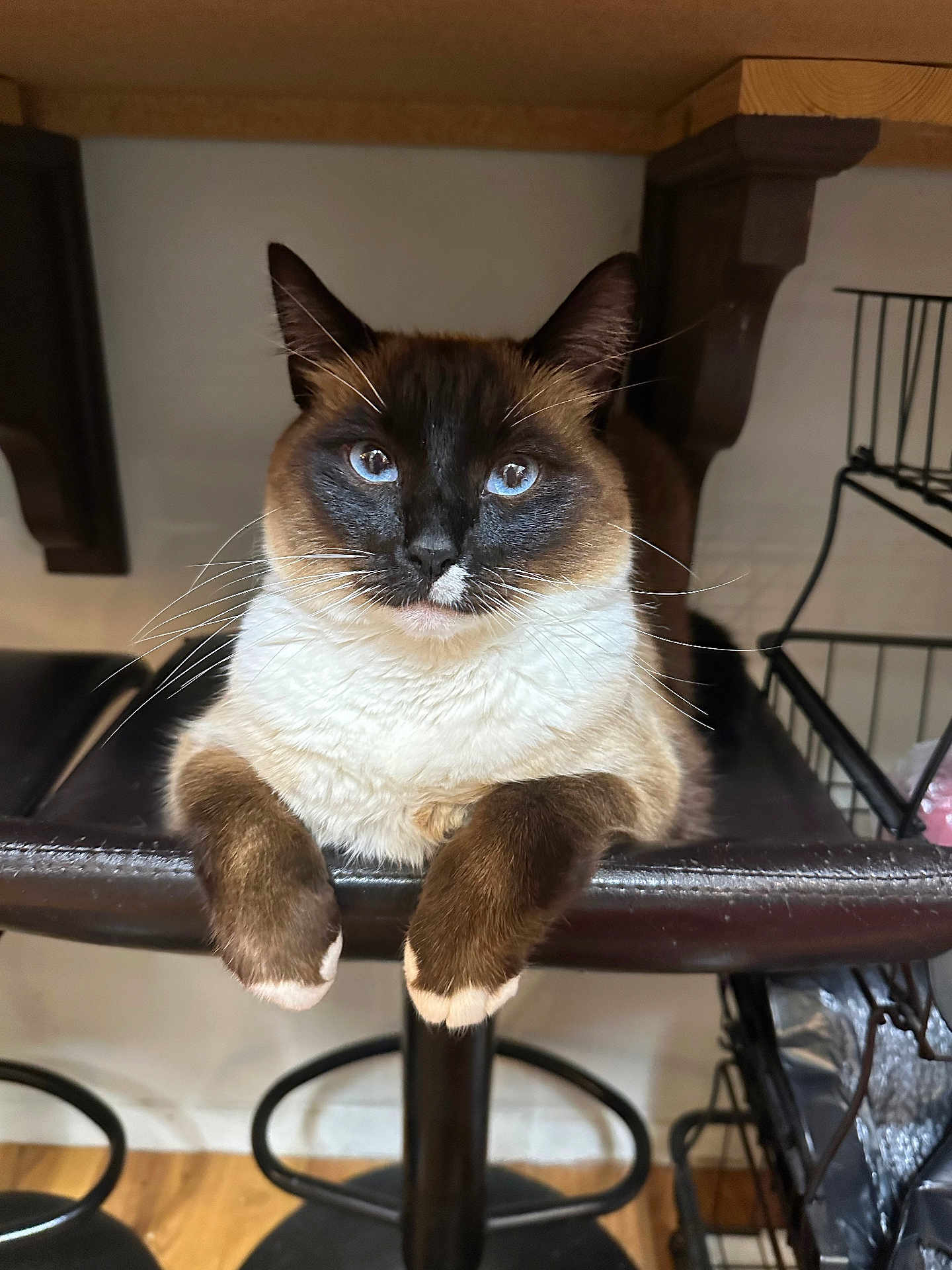Echo is registered to the contest to win money with this photo: cat, siamese_cat, blue_eyes, fur, paws, bar_stool, furniture, indoor, pet, animal, whiskers, ears, face, looking, resting, domestic, cute, mammal, brown, white