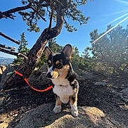Archie joined the competition — help win amazing prizes! dog, puppy, corgi, leash, rock, tree, pine_tree, outdoor, nature, sunlight, sky, forest, animal, pet, canine, daylight, sunflare, wildlife, landscape, cute