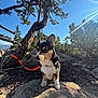 dog, puppy, corgi, leash, rock, tree, pine_tree, outdoor, nature, sunlight, sky, forest, animal, pet, canine, daylight, sunflare, wildlife, landscape, cute