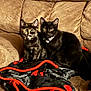 cat, two_cats, kitten, black_cat, tortoiseshell_cat, couch, blanket, bow_tie, collar, pet, indoor, sitting, portrait, eyes, fur, cozy, furniture, living_room, cuddling, gaze