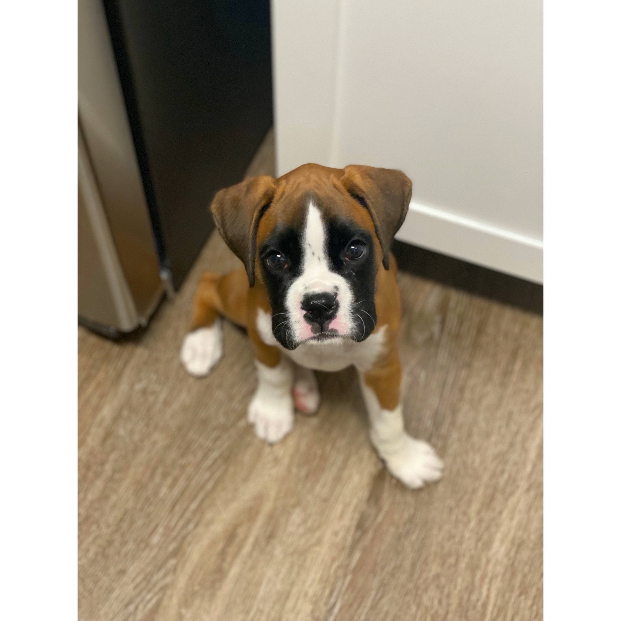 Laila joined the competition — help win amazing prizes! ancient_dog_breeds, companion_dog, dog, dog_breed, flooring, hardwood, laminate_flooring, liver, non_sporting_group, paw, porch, puggle, tail, terrestrial_animal, toy_dog, wood, wood_flooring, wood_stain, working_animal, working_dog