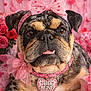 bulldog, dog, pink, bow, heart, valentines_day, pet, portrait, flowers, decorations, gift, cute, animal, closeup, collar, rose_petals, fluffy, love, indoor, adorable