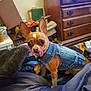 bed, big_eyes, blanket, canine, chihuahua, clothing, collar, cute, denim_jacket, dog, dresser, furniture, indoor, pet, pointy_ears, portrait, small_dog, tag, tongue_out, toy